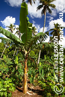 Tonga | banánová palma na plantáži taro a manioku